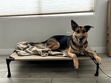 German Shepherd lying on an elevated pet bed indoors.