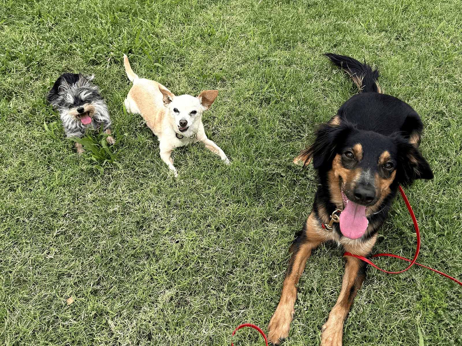 Three happy dogs relaxing together on the grass.