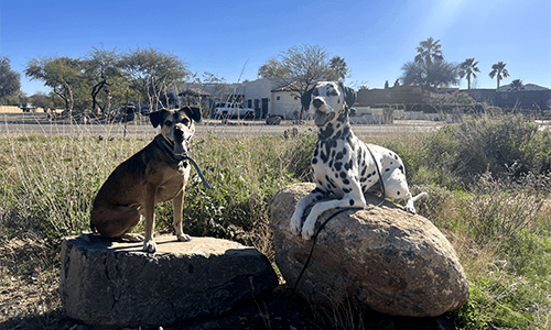 two dogs photo