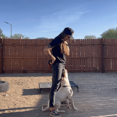 A woman training a dog outdoors in a fenced yard.