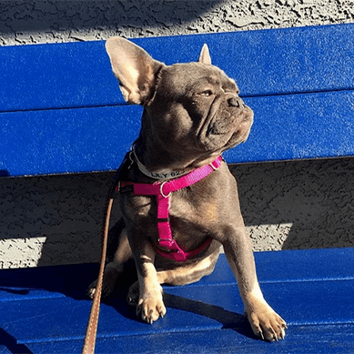 A French Bulldog sitting on a blue bench, wearing a pink harness.
