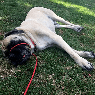 A large dog lying relaxed on the grass with a red leash.