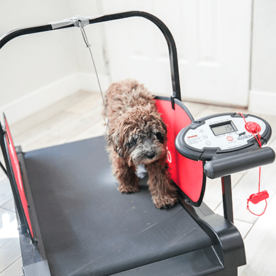 A small dog walking on a treadmill indoors.