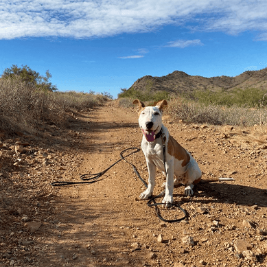 A dog sitting on a desert trail with mountains in the background.