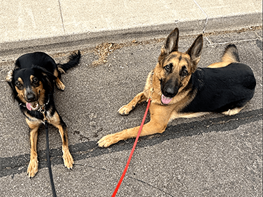 Two dogs on leashes lying together on pavement.