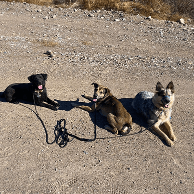 Three dogs resting together on a desert trail.