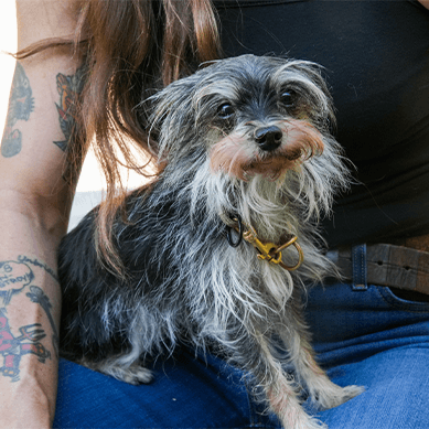 A small scruffy dog sitting on its owner’s lap outdoors.