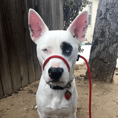 A white dog with striking blue and dark eyes wearing a red leash.