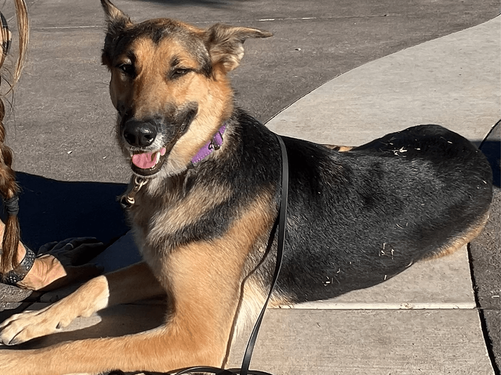 A German Shepherd mix sitting outdoors on a sidewalk, wearing a purple collar and leash.