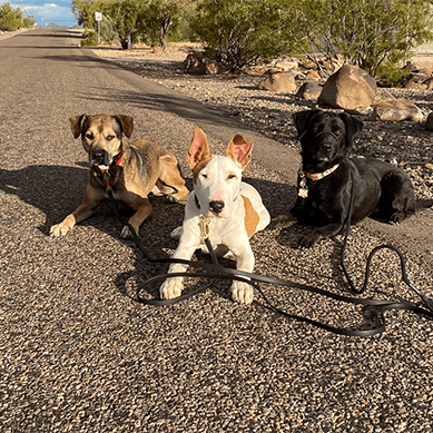 Three dogs sitting together on a sunny desert road.