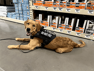 Golden Retriever in a "Do Not Pet" vest lying calmly in a store.
