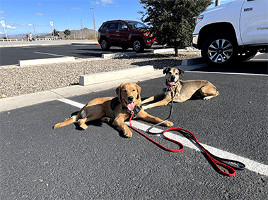 Two leashed dogs lying calmly in a parking lot.
