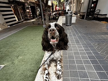 Spaniel on a leash sitting on a city sidewalk.