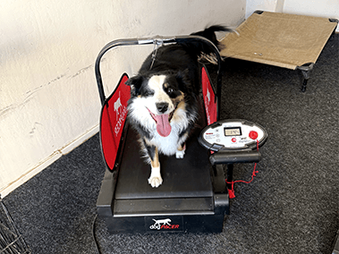 Dog exercising on a treadmill indoors.