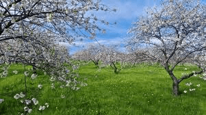 Door County Orchard House