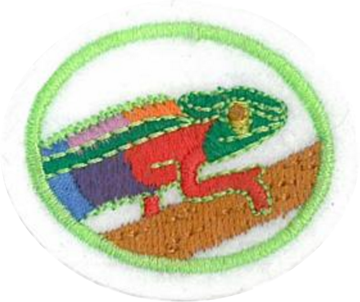 Embroidered patch featuring a colorful chameleon on a branch, set within a circular border.