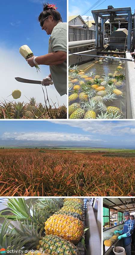 We used to buy pineapple from the maui plantation. Maui Pineapple Tour The Best Pineapple Farm Tour