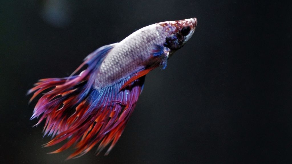 How To Treat Dropsy In Betta Fish Symptoms And Cure For Dropsy Pinecone scales are the MOST IMPORTANT sign that your fish is dying from Dropsy.