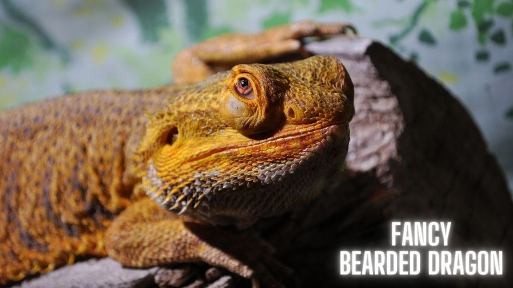 Bearded Dragon Selection Guide [Owners Vote Their Favorite] – Acuario Pets