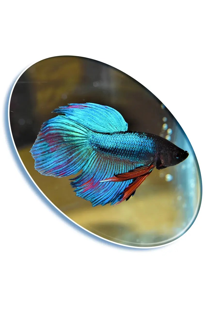 Betta-Macho-Splendens-Azul