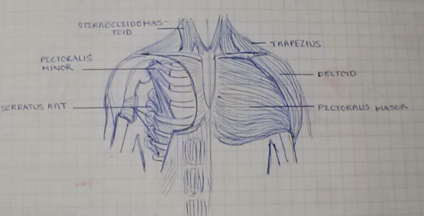 Lots of muscles in this area