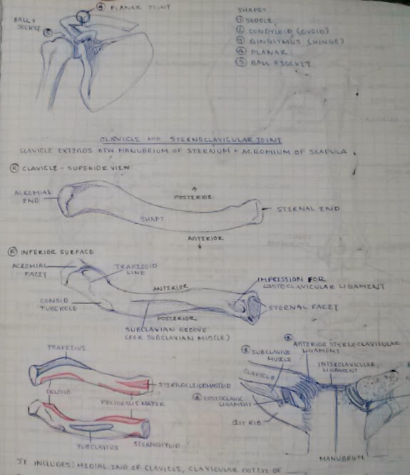 The clavicle attaches to the sternum and the shoulder blade