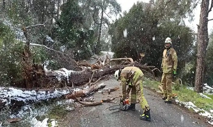 Büyükada’da Fırtına Sonucu Ağaç Devrildi: Güvenli Müdahale!