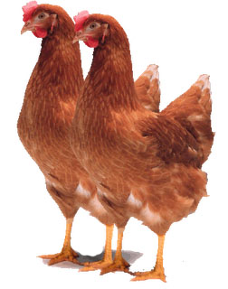 Download Gratis Gambar Harga Ayam Potong Di Mamasa Masih Bertahan Harga Telur Ayam Ras Terbaru by Lampung Hits