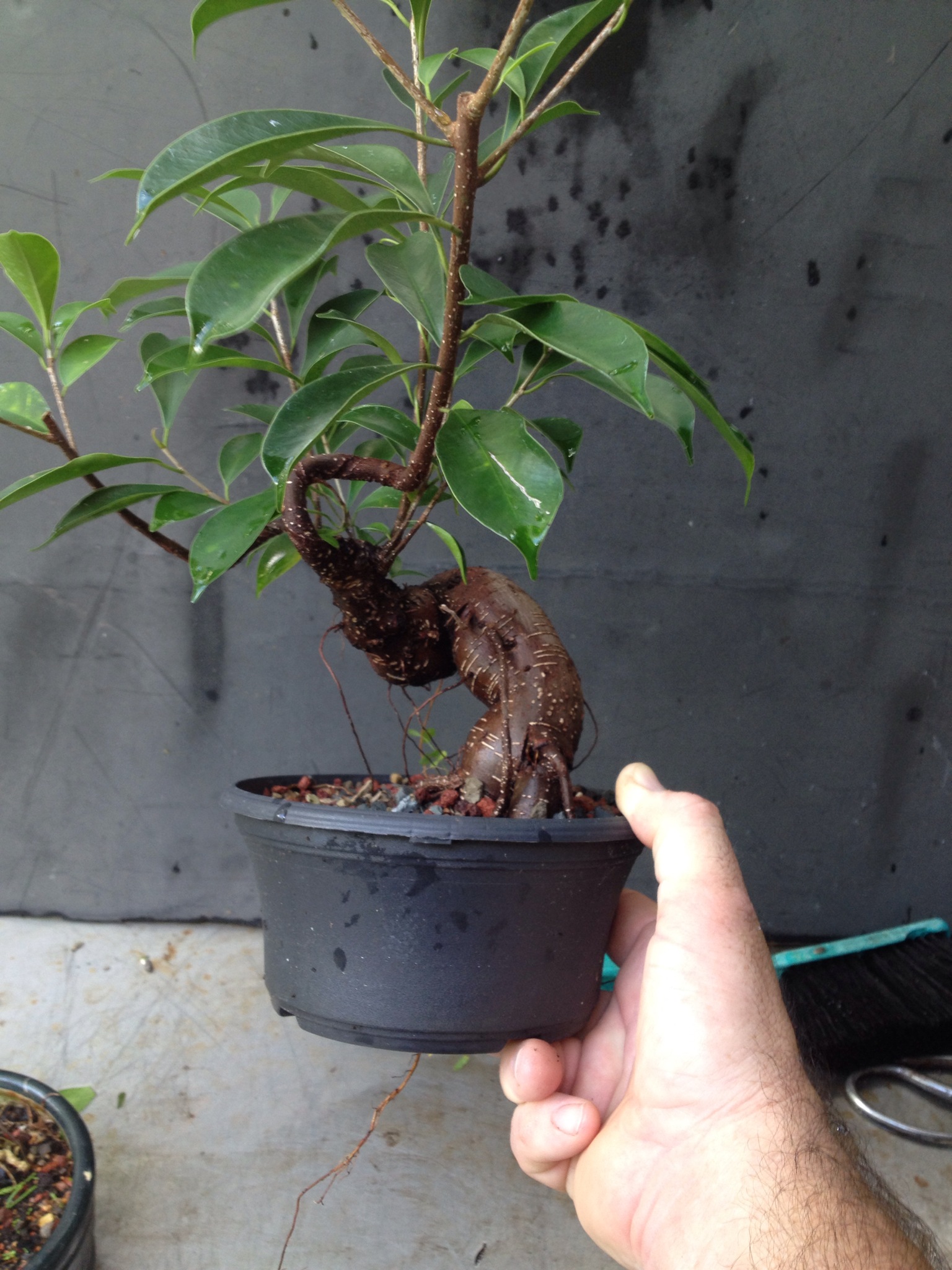 This Was A Ginseng Ficus Now Please Stop Saying They Re Not Good Bonsai Subjects Adam S Art And Bonsai Blog