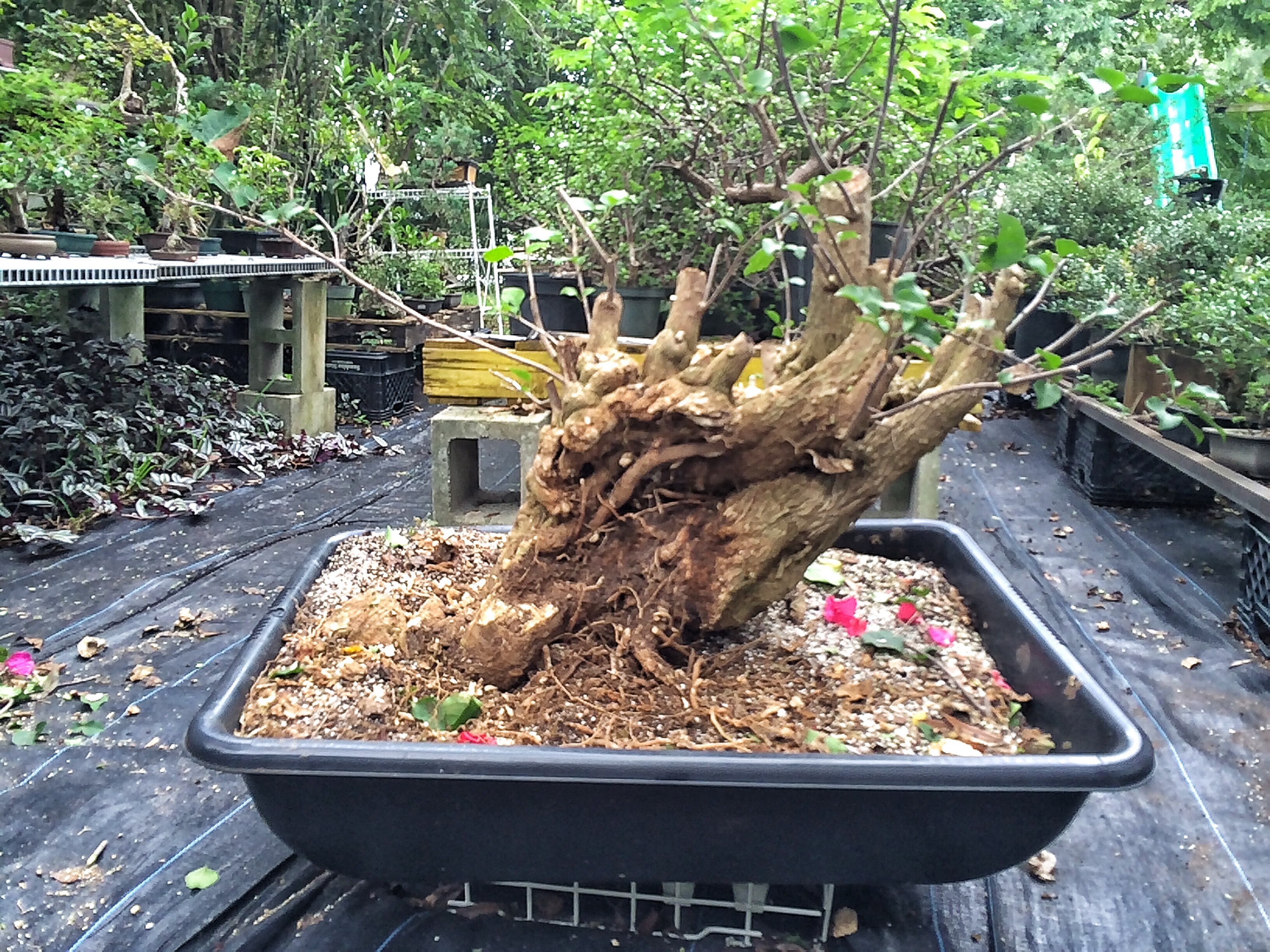 Child Labor And Bonsai An Expose Adam S Art And Bonsai Blog