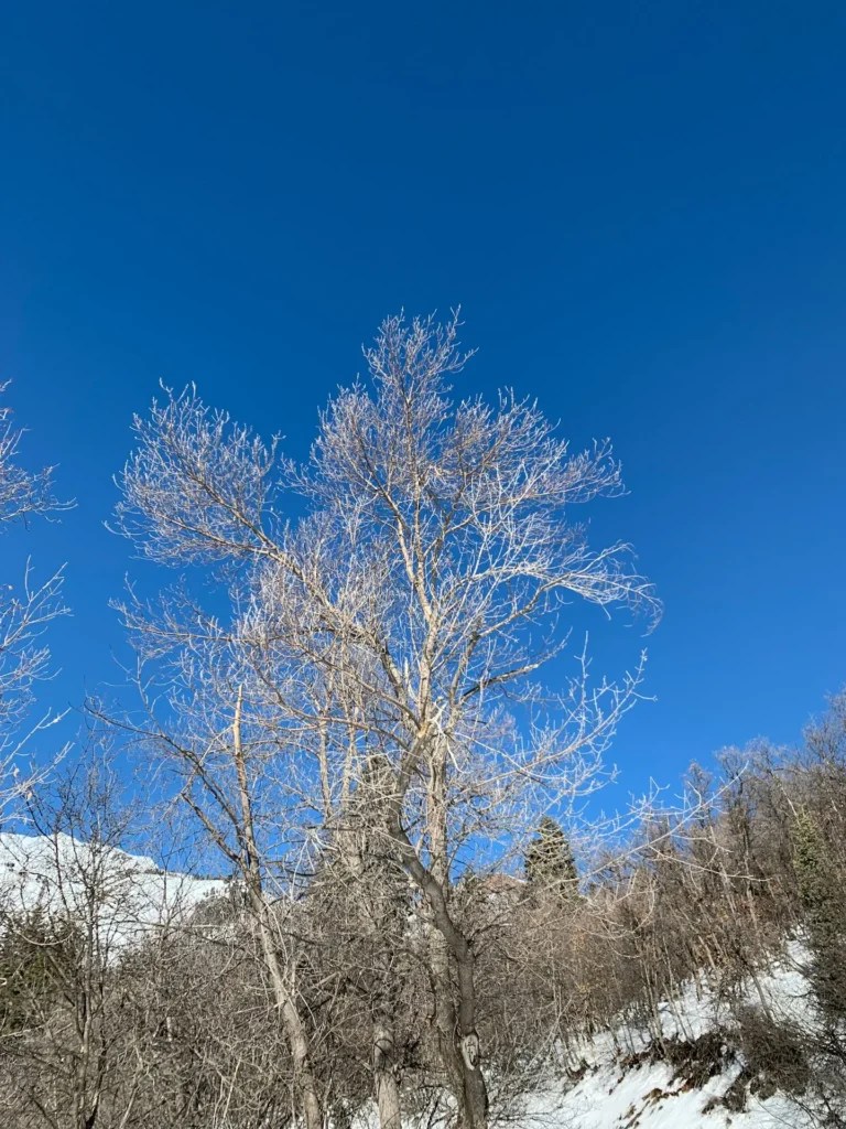 Silver Fork Trail
