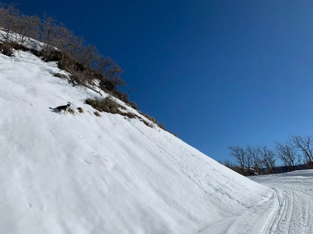 Silver Fork Trail