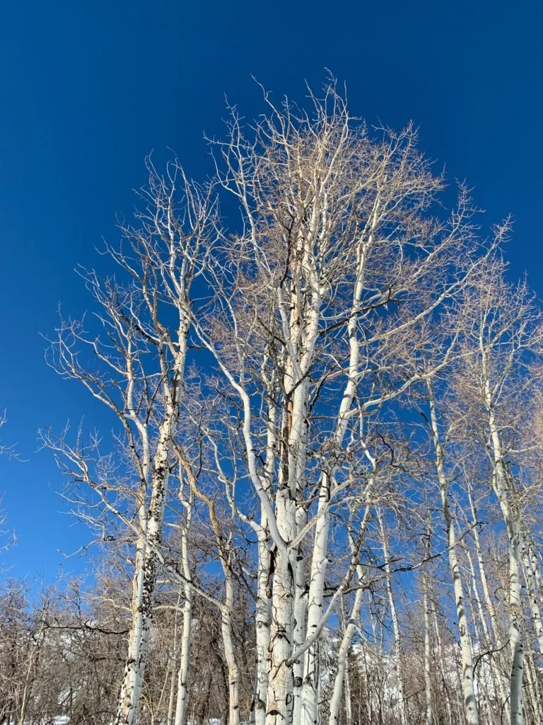 Silver Fork Trail