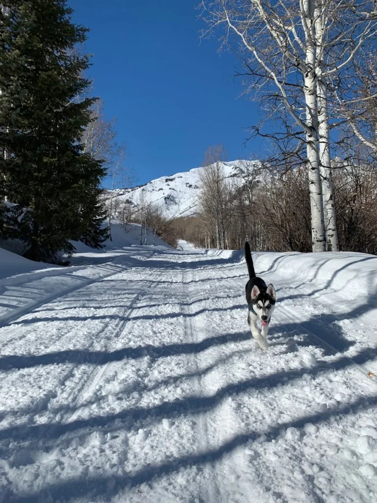 Silver Fork Trail