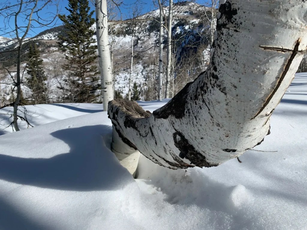 Silver Fork Trail