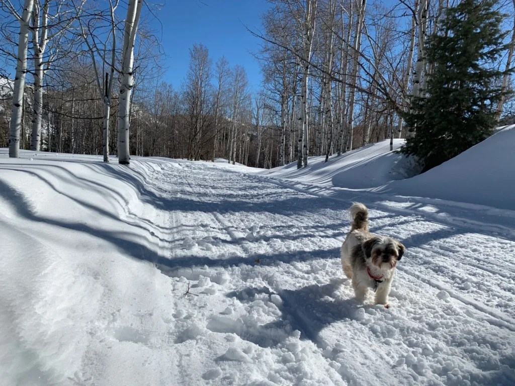 Silver Fork Trail