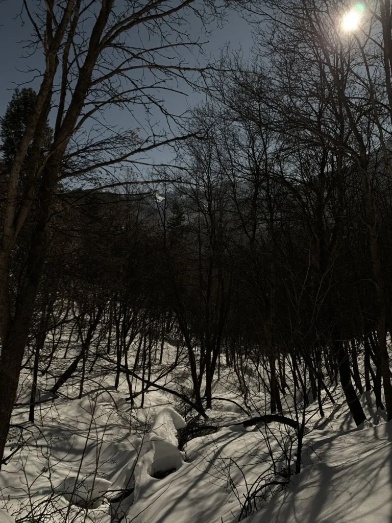 Silver Fork Trail