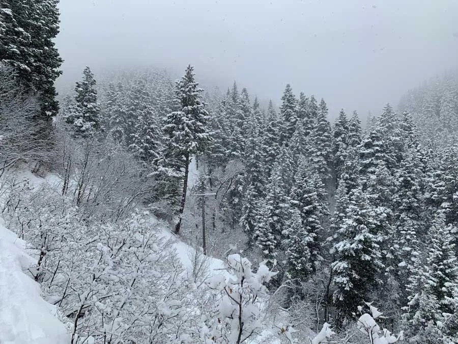 Snowshoeing Bowman Fork Trail