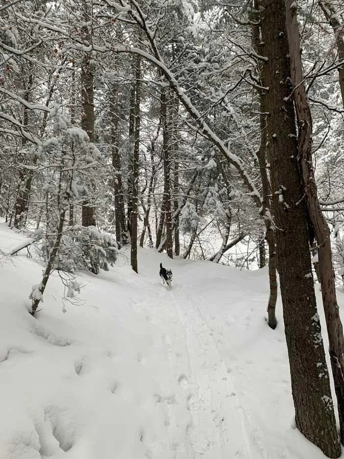 Snowshoeing Bowman Fork Trail