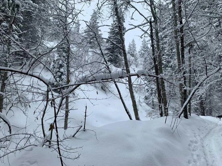 Snowshoeing Bowman Fork Trail