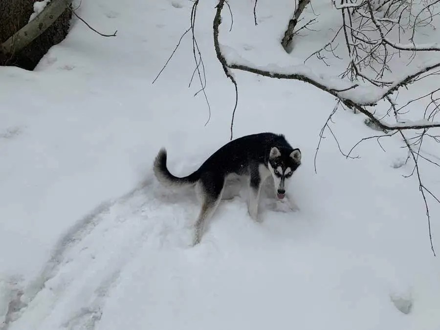 Snowshoeing Bowman Fork Trail