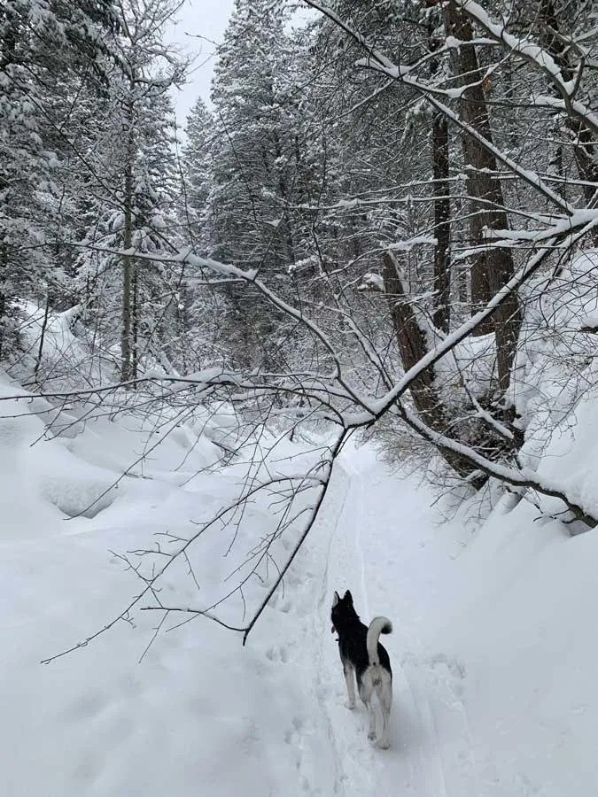 Snowshoeing Bowman Fork Trail