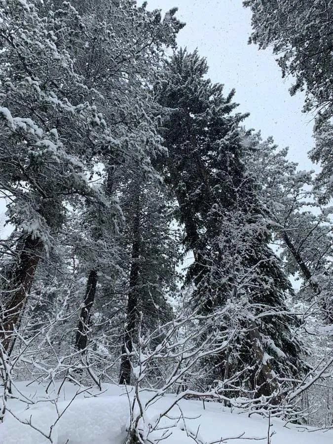 Snowshoeing Bowman Fork Trail