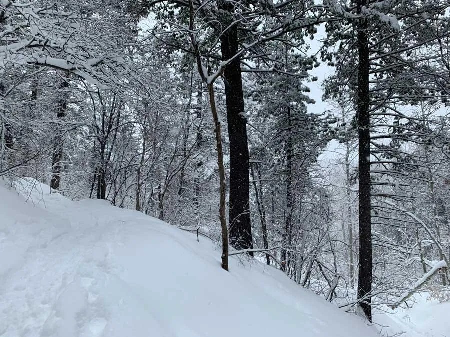 Snowshoeing Bowman Fork Trail
