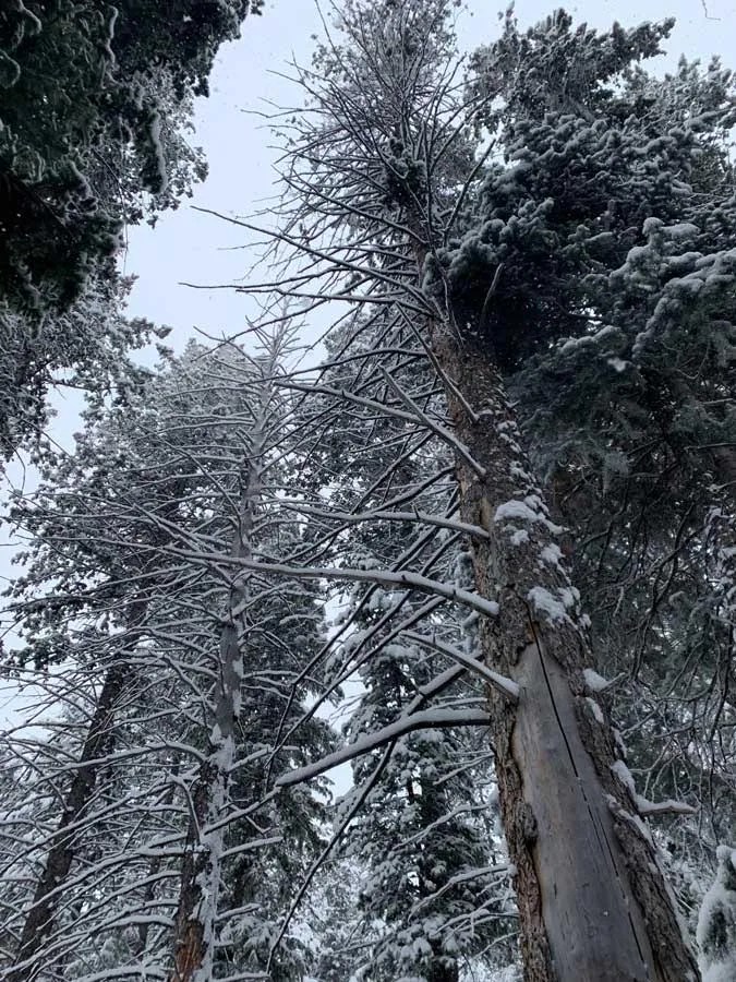 Snowshoeing Bowman Fork Trail