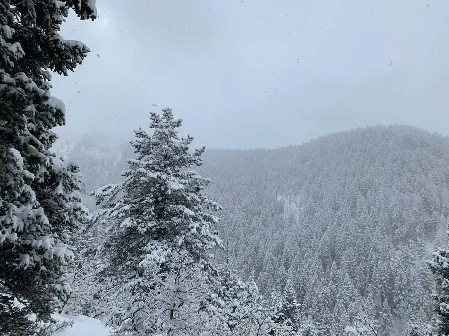 Snowshoeing Bowman Fork Trail