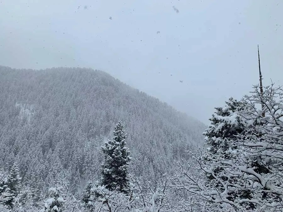Snowshoeing Bowman Fork Trail