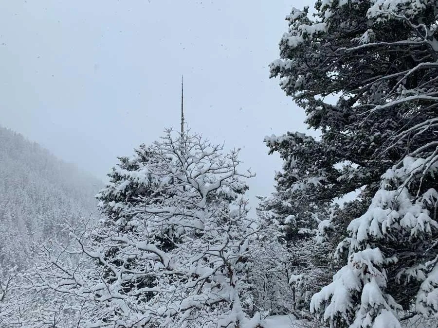 Snowshoeing Bowman Fork Trail