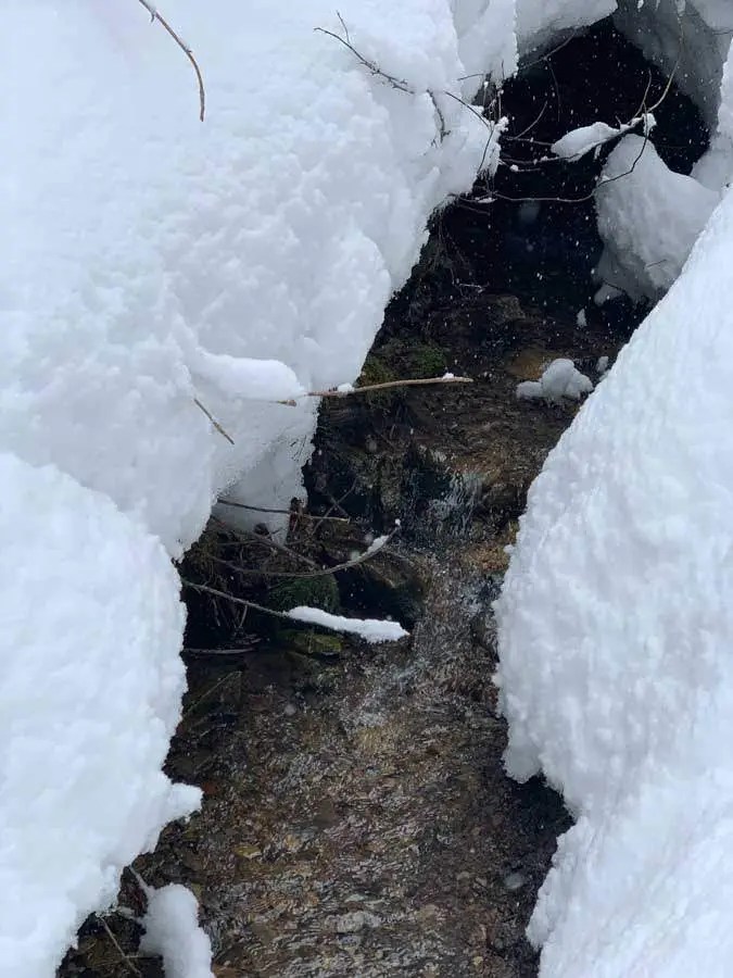 Snowshoeing Bowman Fork Trail