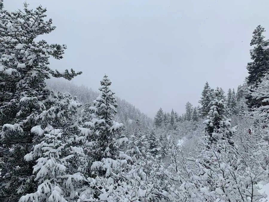 Snowshoeing Bowman Fork Trail